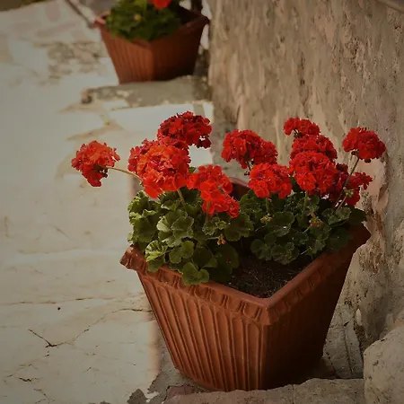 לינה וארוחת בוקר Callort